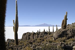 kakteeninsel im salar